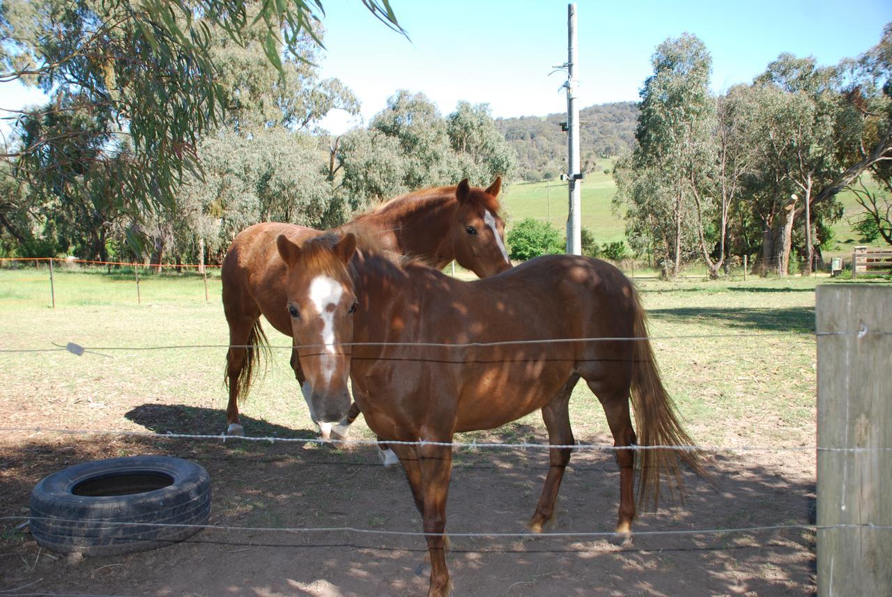 Bluegum Ridge Cottages Merrijig Bagian luar foto